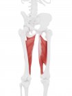 Parte del esqueleto humano con músculo rojo Adductor magnus detallado, ilustración digital
. - foto de stock