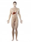 Anatomie du foie dans la silhouette du corps masculin, illustration numérique . — Photo de stock
