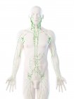 Modelo masculino anatómico que muestra el sistema linfático, ilustración digital . - foto de stock