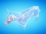 Hundesilhouette mit sichtbarem Skelett auf blauem Hintergrund, digitale Illustration. — Stockfoto