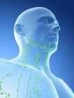 Système lymphatique masculin du cou, illustration numérique . — Photo de stock
