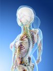 Модель людського тіла, що показує жіночу анатомію та нервову систему, цифрова 3d ілюстрація рендерингу . — стокове фото