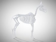 Pferdeskelett, realistisches 3D-Rendering. — Stockfoto