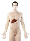 Anatomia del fegato nella silhouette del corpo maschile, illustrazione digitale . — Foto stock