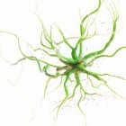 Green colored nerve cell on white background, digital illustration. — Stock Photo