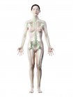 Modèle féminin abstrait avec squelette visible et système lymphatique, illustration par ordinateur . — Photo de stock