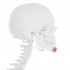 Teschio umano con dettagliato muscolo rosso Depressore labii inferioris, illustrazione digitale . — Foto stock
