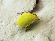 Green colored dust mite, digital illustration. — Stock Photo