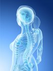 Anatomie du dos et du cou et système squelettique féminins, illustration par ordinateur . — Photo de stock