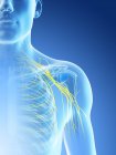 Anatomy of nerves of shoulder in male body silhouette, computer illustration. — Stock Photo