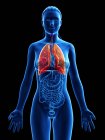 Modelo anatómico femenino con pulmones coloreados y visibles, ilustración por ordenador . - foto de stock