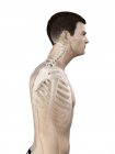Silhueta masculina mostrando anatomia da lesão no pescoço, ilustração digital . — Fotografia de Stock