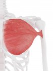 Scheletro umano con muscolo maggiore Pectoralis di colore rosso, illustrazione digitale . — Foto stock