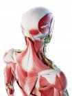 Muscoli maschili della schiena, del collo e della testa, illustrazione computerizzata
. — Foto stock