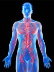 Modèle masculin anatomique montrant le système lymphatique, illustration numérique . — Photo de stock