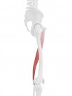 Menschliches Skelettstück mit detailliertem roten Grazilis-Muskel, digitale Illustration. — Stockfoto