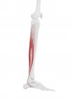 Menschliches Skelett mit rot gefärbtem Muskel Peroneus longus, digitale Illustration. — Stockfoto