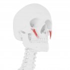 Modelo de esqueleto humano con detallado músculo menor de Zygomaticus, ilustración por computadora . - foto de stock