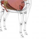 Anatomía del caballo en la sección baja, ilustración por ordenador . - foto de stock