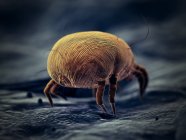 Parasite acarien de la poussière, illustration numérique microscopique . — Photo de stock