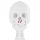 Squelette humain avec muscle alar Nasalis de couleur rouge, illustration numérique . — Photo de stock