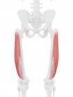 Modelo de esqueleto humano con músculo Vastus lateralis detallado, ilustración por ordenador . - foto de stock