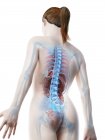 Modelo de cuerpo humano que muestra la anatomía femenina con órganos internos en la vista trasera, ilustración digital de renderizado 3D . - foto de stock