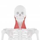 Esqueleto humano con detallado músculo esternocleidomastoideo rojo, ilustración digital . - foto de stock