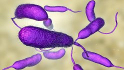 Vibrio vulnificus Bakterien im Meerwasser, farbige Computerillustration. — Stockfoto