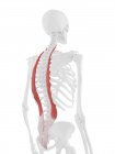 Human skeleton with red colored Iliocostalis muscle, digital illustration. — Stock Photo