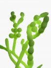 Cladosporium Pilze auf weißem Hintergrund, digitale Illustration. — Stockfoto