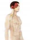 Anatomía masculina que muestra cerebro y sistema nervioso, ilustración por computadora . - foto de stock