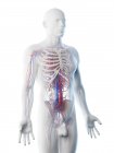 Чоловіча анатомія, що показує судинну систему, комп'ютерний малюнок.. — стокове фото
