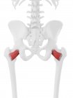 Scheletro umano con muscolo Quadrato femorale di colore rosso, illustrazione digitale . — Foto stock