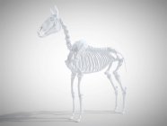 Esqueleto de cavalo, renderização 3d realista . — Fotografia de Stock