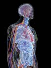 Modelo de cuerpo humano que muestra anatomía masculina y vasos sanguíneos, ilustración digital . - foto de stock