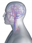 Sistema vascolare della testa umana, illustrazione del computer . — Foto stock