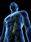 Corpo masculino abstrato com sistema linfático visível, ilustração digital . — Fotografia de Stock