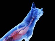 Anatomía del perro con órganos visibles sobre fondo negro, ilustración digital
. - foto de stock