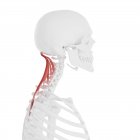 Human skeleton with red colored Semispinalis capitis muscle, digital illustration. — Stock Photo
