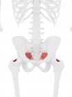 Esqueleto humano con músculo Piriformis de color rojo, ilustración digital . - foto de stock