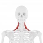 Scheletro umano con dettagliato muscolo rosso Levator scapularis, illustrazione digitale . — Foto stock
