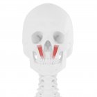 Crâne humain avec détail rouge Levator labii muscle supérioris, illustration numérique . — Photo de stock