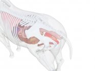 Лошадиная анатомия с видимыми внутренними органами на белом фоне, компьютерная иллюстрация . — стоковое фото
