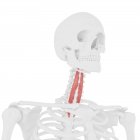 Human skeleton with red colored Longus colli muscle, digital illustration. — Stock Photo