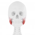 Esqueleto humano con masetero de color rojo músculo superior, ilustración digital . - foto de stock