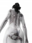 Silhueta de corpo feminino com esqueleto visível, ilustração digital
. — Fotografia de Stock
