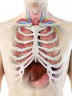 Modèle réaliste du corps humain montrant l'anatomie masculine avec des organes internes derrière les côtes, illustration numérique . — Photo de stock