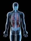 Прозора модель тіла із зазначенням чоловічої анатомії та внутрішніх органів, цифрова ілюстрація. — стокове фото