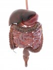 Sistema digestivo humano sobre fondo blanco, ilustración digital
. - foto de stock